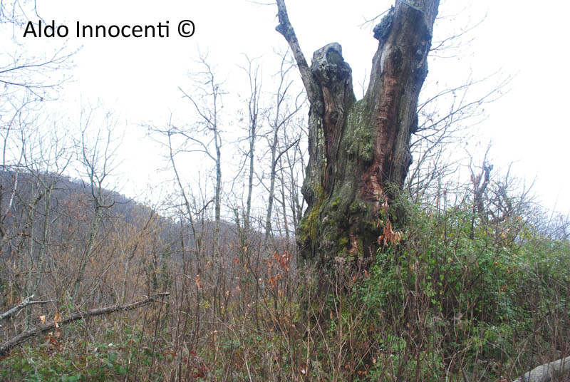 CASTAGNO CESARUCCO 2' IMMAGINE